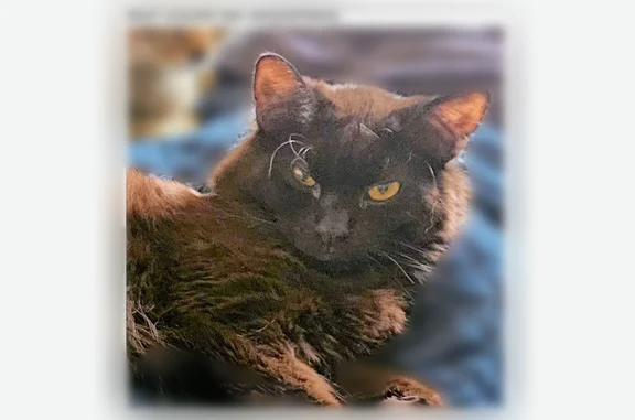 Lost pets Pocatello, photo: Lost cat, West Griffith Road, 363, Pocatello - male, very scared