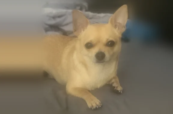 Missing dog Portland, photo: Lost dog, Springfield, Oregon, Portland - female, fawn/tan, no collar or tags
