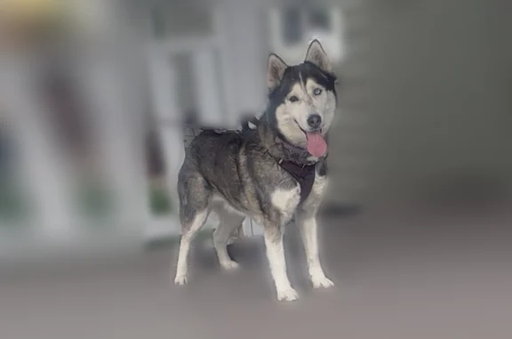 Lost pets Aurora, photo: Lost dog, Nome Street, 820, Aurora - female, white with grey, one blue eye and one brown eye