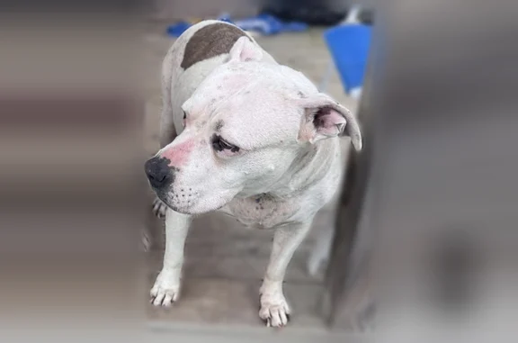 Lost dog, female, Huntington Trail, 685, Cascade - 9.5 years old, hard of hearing - photo
