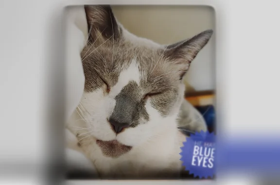 Lost cat, Piedmont Road, 3340, Charleston — male, 14 years old, blue eyes - photo