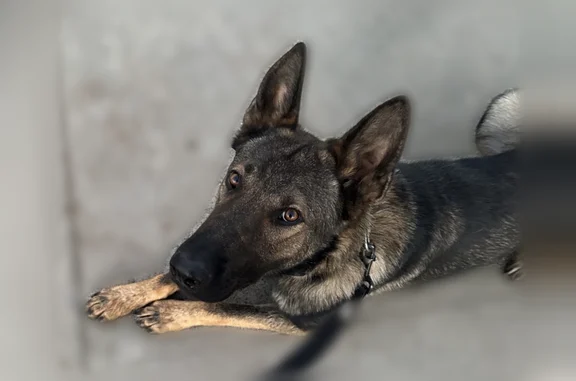 Lost dog, Baywind Drive, Sacramento - male German Shepherd, dark sable coat - photo