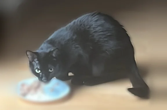 Animaux perdus et trouvés Paris, photo: Chat perdu, Rue Claude Farrère, 6, Brest - femelle, pelage noir et blanc autour des yeux