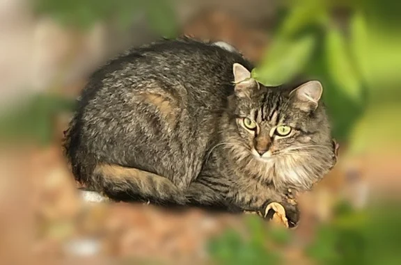 Animaux perdus et trouvés Paris, photo: Chat perdu, femelle, Rue Gambetta, Comines, Paris - tigrée, sans collier