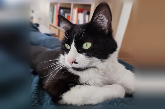 Chat perdu, femelle, Rue de la Blordière, 15, Rezé - noire et blanche - photo