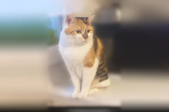 Animaux perdus et trouvés Champs-sur-Marne, photo: Perdu chat femelle, Allée des Marronniers, 3, Champs-sur-Marne - tricolore