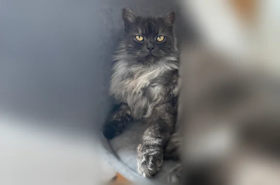 Chat perdu mâle, Rue Antoine Blondin, Panazol - gris à poil long, pucé - photo
