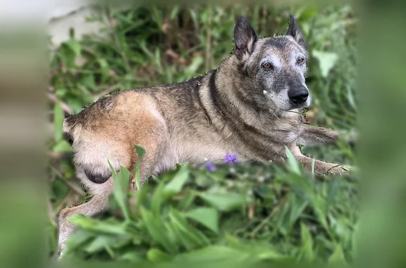 Animaux perdus et trouvés Argenteuil, photo: Chien perdu mâle, Impasse Paul Langevin, Laigneville, Argenteuil - vieux Malinois sourd