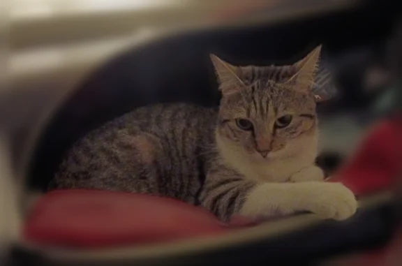 Chatte européenne collier bleu avec étoiles tache blanche sur le dos et la queue cassé