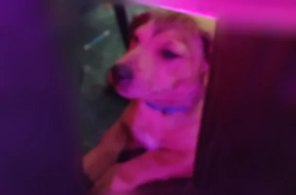 Lost dog, Bowden Road, 7510, Jacksonville - male, tan with light black shading - photo