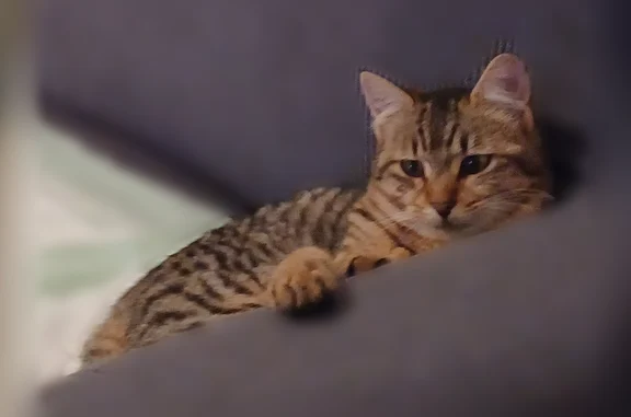 Perdu chat femelle, Route des Brosses, 9, Senonches - rousse et tigrée - photo