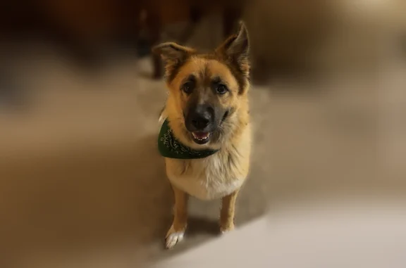 Lost dog, Stoney Point Road, 10416, Lowell - male - photo