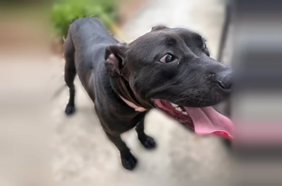 Found dog Raleigh, photo: Found dog, Avent Ferry Road, Raleigh - black male with white spot on chest