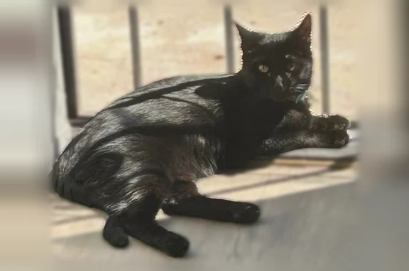 Lost cat, Baltic Street, 912, Colorado Springs - female, all black, with a smiley-face collar - photo