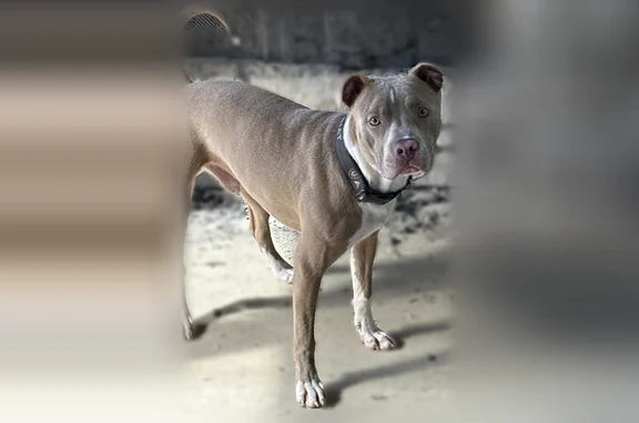 Found dog Dayton, photo: Found dog, Ginghamsburg West Charleston Road, Dayton - male, very friendly and sweet