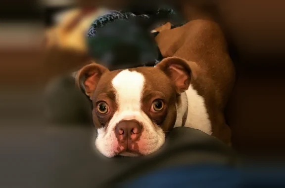 Missing dog Oswego, photo: Lost dog, West 8th Street, 241, Oswego - male Boston terrier