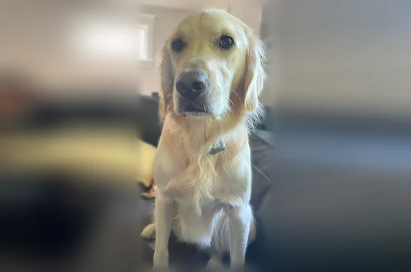 Lost dog, Stevens Drive, Fort Washington, Philadelphia - female, wearing a pink electronic fence collar - photo