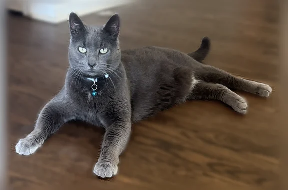 Lost pets Arlington, photo: Lost cat, Grandon Avenue, 27445, Arlington — male, Russian blue domestic shorthair, blue reflective collar
