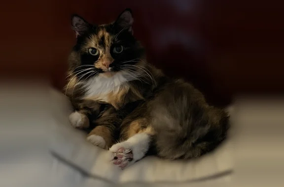 Lost cat, Horseshoe Circle, 9286, Fort Mill, Pineville — female calico, baby blue collar with AirTag - photo