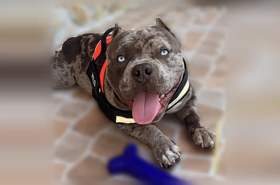 Lost pets Miami, photo: Lost dog, Northwest 6th Court, 19301, Miami Gardens, Miami — male, gray American Bully