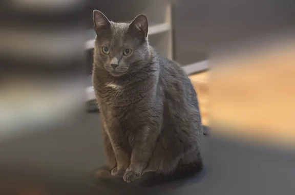 Lost cat, Clinton Court, 266, Village Shires - male, gray with a white spot - photo