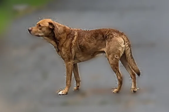 Lost dog, Fargo Street, 1904, Klamath Falls - male - photo