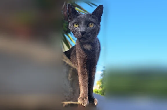 Animaux perdus et trouvés Toulon, photo: Chat perdu femelle, Chemin du Pélican, 129, Toulon - petite minette gris souris tatouée