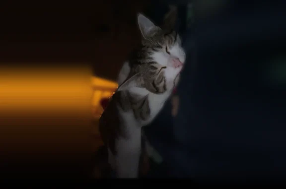 Animaux perdus et trouvés Calais, photo: Chat perdu, mâle, Rue Watt, 22, Calais - tigré et gris