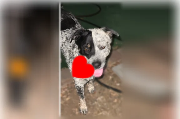 Found dog Arlington, photo: Found dog, Arlington - black Labrador, grey/black/white
