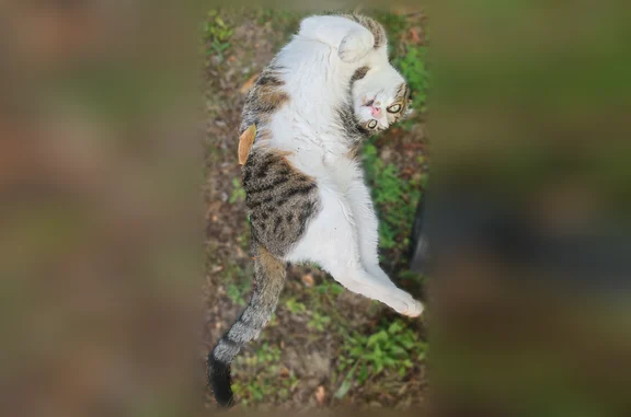 Chat perdu mâle, Gien, Centre-Val de Loire, Le Havre - très docile - photo