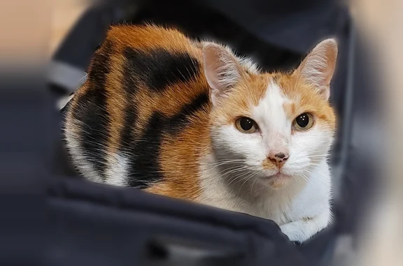 Animaux perdus et trouvés Tournefeuille, photo: Chat perdu, femelle, Rue Gaston Doumergue, 30, Tournefeuille - tricolore