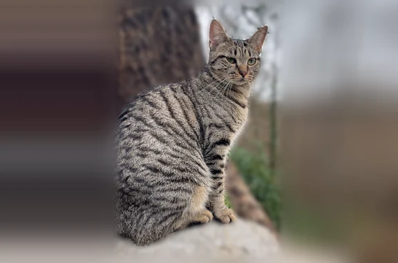 Chat perdu, femelle, Square du Corail, 1, Clermont-Ferrand - petite cicatrice à l’œil droit - photo