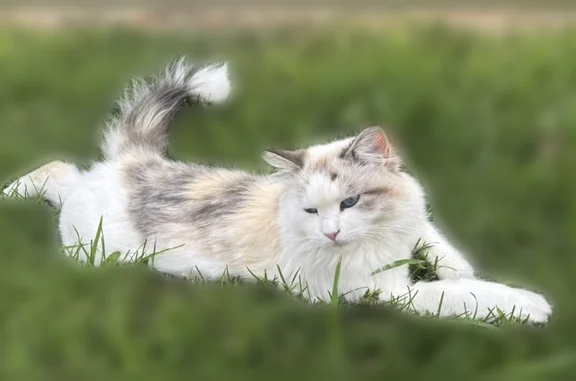 Lost cat, Pitch Fork Drive, 922, Windsor - female, white Siberian cat with big blue eyes - photo