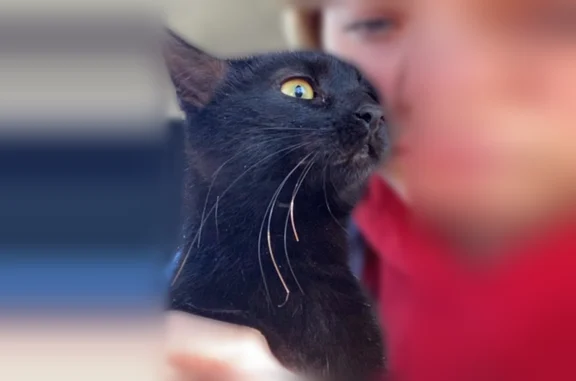 Lost cat, Valley Drive Northwest, Canton, Alliance - female, all black, 3-legged - photo