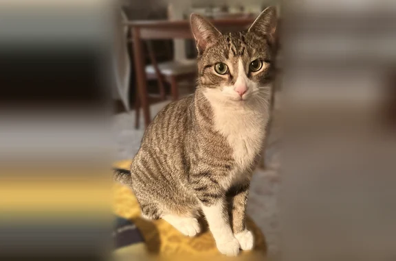 Lost cat, East Chicago Street, 400, Valparaiso, Hammond - male, tiger striped with white chest - photo