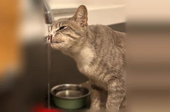Lost cat, East Jefferson Street, Stockton - male, grey with stripes and a white belly - photo