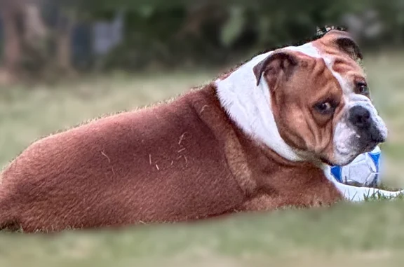Animaux perdus et trouvés Paris, photo: Chien perdu mâle, Le Theil-de-Bretagne, Bretagne, Paris - bouledogue continental de 10 mois