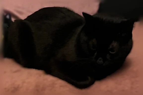 Animaux perdus et trouvés Meaux, photo: Chat perdu mâle, Longperrier, Meaux - chat noir aux grands yeux verts