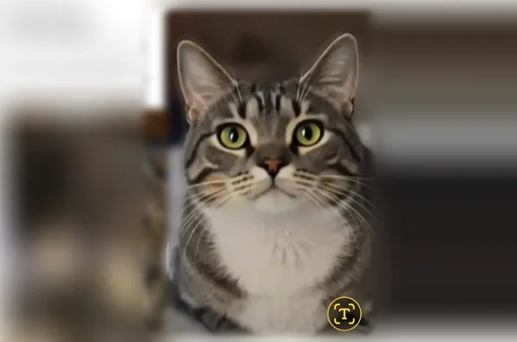 Lost cat, River Vista Lane, 32688, St. Cloud, Minneapolis - photo