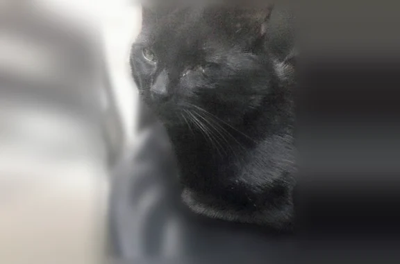 Animaux perdus et trouvés Fruges, photo: Chat perdu mâle, Rue d'Hesdin, 18, Fruges - tout noir et castré