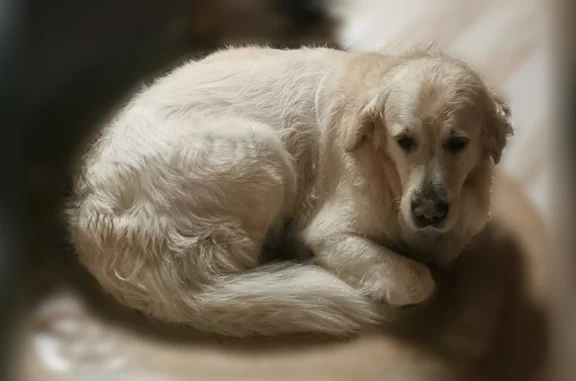 Perdu chien femelle, Paris - deux chiennes Golden Retriever, collier rouge - photo