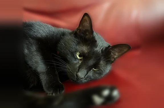 Lost cat, Langmuir Drive, 7209, McKinney - black shorthair, male - photo