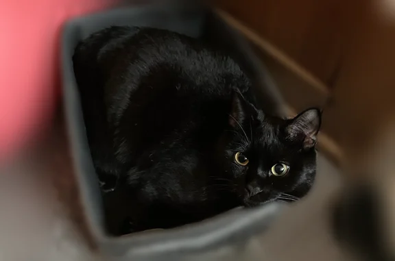 Chat perdu mâle, Rue des Noyers, 4, Ramonville-Saint-Agne - noir, pucé - photo