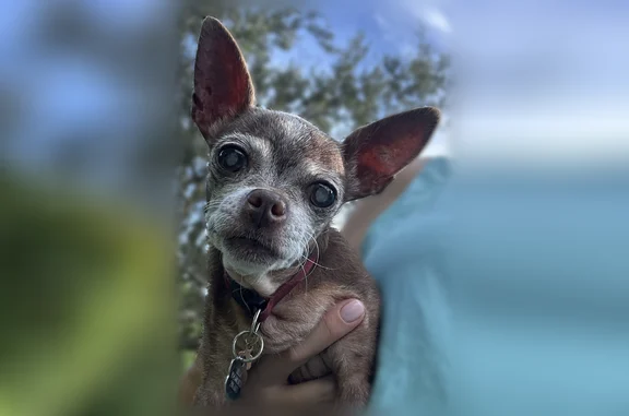 Ella is a chihuahua. Brown. Senior dog. Blind and hard of hearing. She needs her medicine. She has a white patch on the back of her neck and lumps on her belly. We love her. Please help find her.