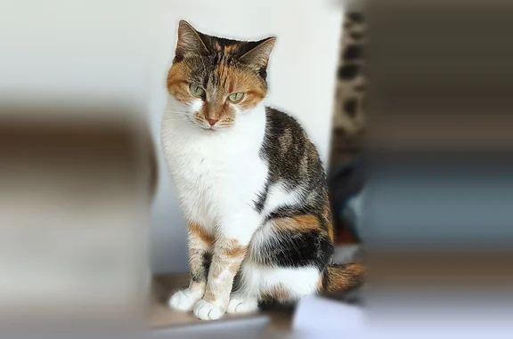 Animaux perdus et trouvés Paris, photo: Chat perdu, Saint-Étienne, Paris - femelle
