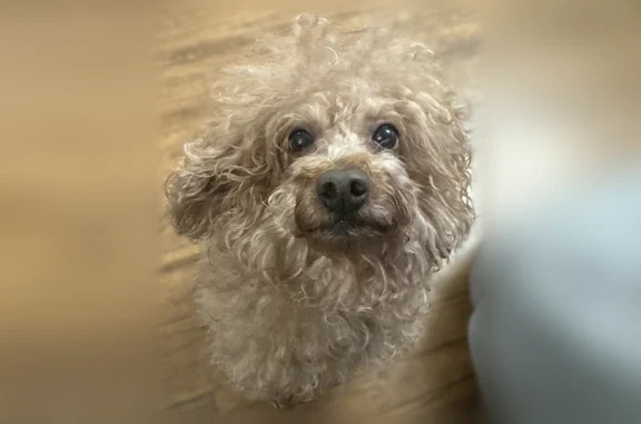 Missing dog Vista, photo: Lost dog, Douglas Street, 2332, San Pablo, Vista - male, brownish fur, missing some near the tail
