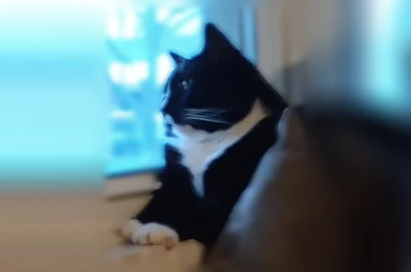 Lost cat, East 13th Street, Muncie, Arlington - male, black and white, green eyes - photo