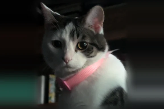 Lost cat, South Meade Avenue, 12500, Palos Heights, Bloomington — female, white with grey - photo