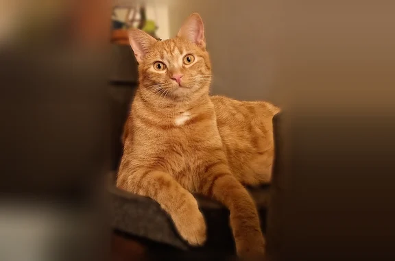 Chat perdu mâle, Le Reste, Plumergat, Paris - roux tigré - photo