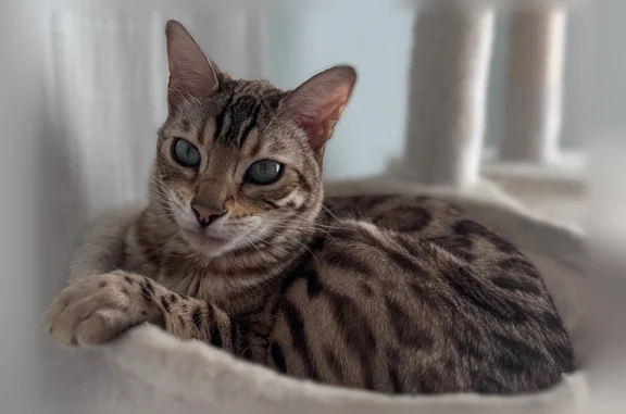Animaux perdus et trouvés Plougastel-Daoulas, photo: Chat perdu, femelle, Rue Fontaine Saint-Pierre, 5, Plougastel-Daoulas - pucée et stérilisée